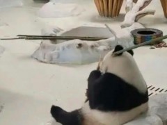 园方谈饲养员打熊猫暖暖 称涉事饲养员立即停止工作且永不录取【快讯】